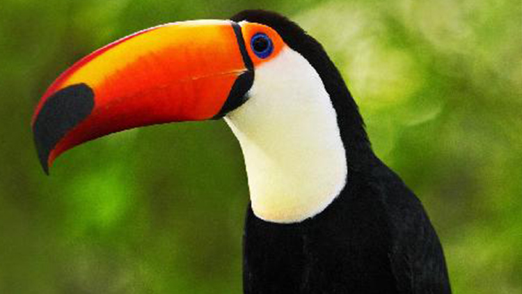 Foto: Exota Exota Olomouc 2025  zve do světa exotického ptactva