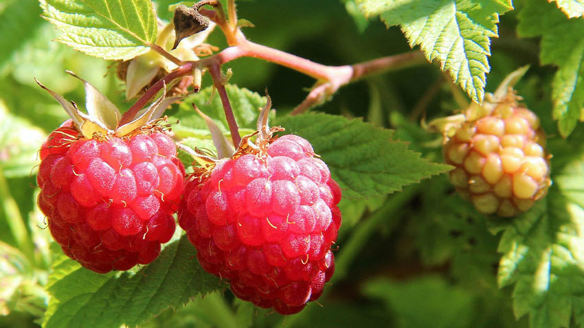 Foto: Pixabay.com Přišel čas zastřihnout maliníky