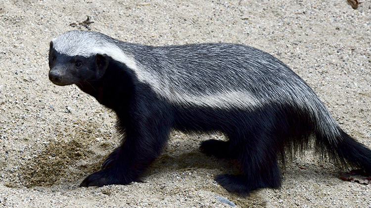 V Zoo Olomouc se těší  z medojedích dvojčat