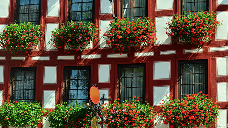 Foto: pixabay.com Zima se blíží, dejte spát muškáty