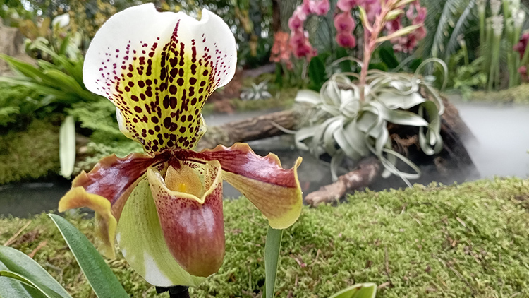 Flora zve na Klenoty pralesa