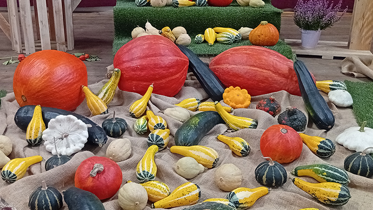 Zahrádkáři v Čelčicích  vystavovali své POKLADY