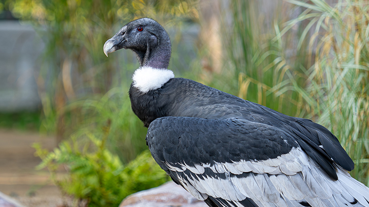 Foto: Zoo Olomouc Největší dravci světa mají  v Zoo Olomouc novou voliéru