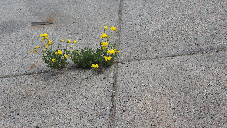 Krása roste z betonu!