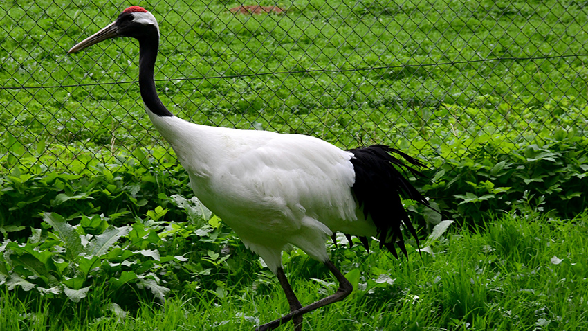 V Zoo Olomouc sedí ptáci  na chytrých vejcích z 3D tisku
