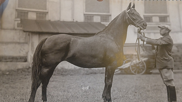 Prezident Masaryk stál o klisnu Martu z Mořic