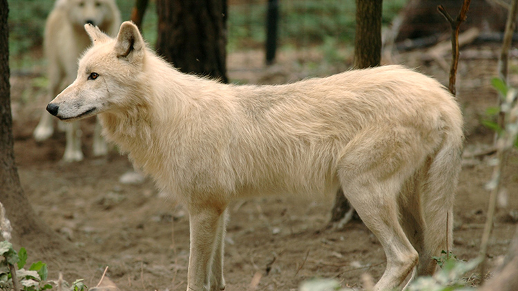 Medvědi a vlci mají společný domov