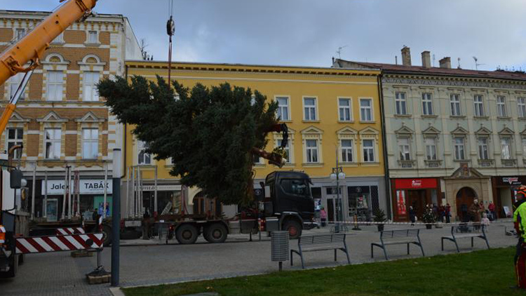 Dohlíželi na strom