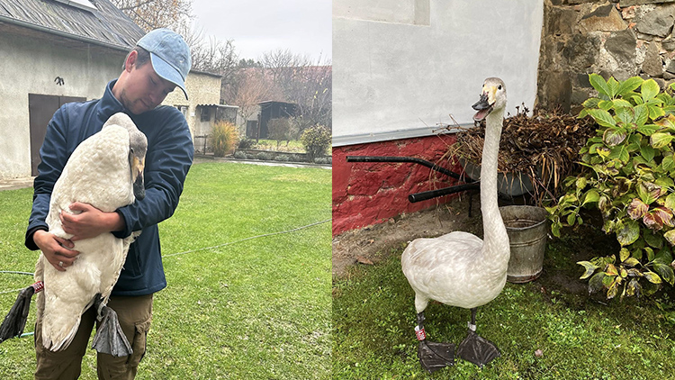 Mládě labutě mezi ovcemi!