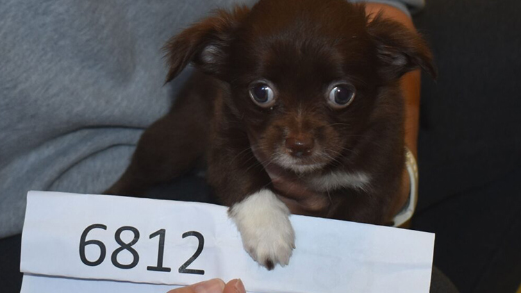 Psi z množírny v Hradčanech do rodin nemohou