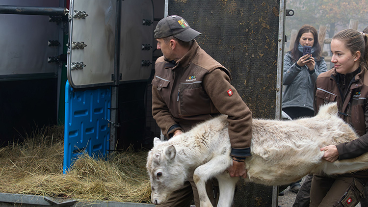 Zoo Olomouc obměňuje sobí stádo