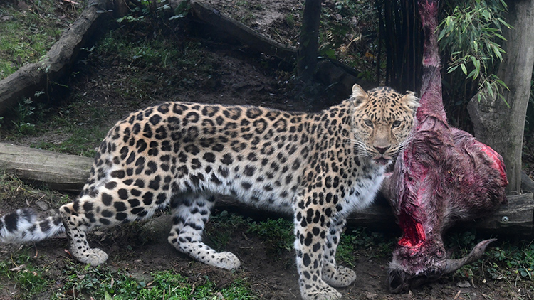 Levhartího krále přivítali hostinou