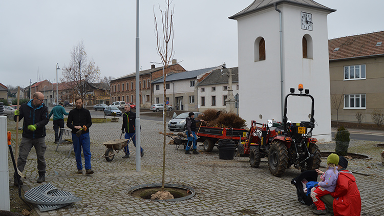 V Lešanech vysadili    VÁNOČNÍ STROM