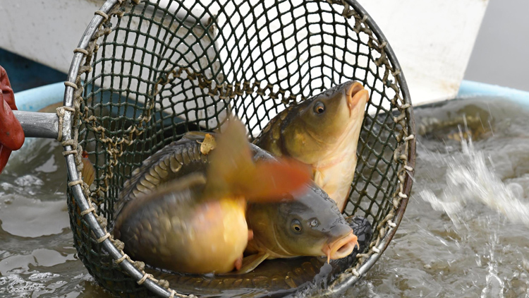 Začíná prodej ryb  ve Wolkerově ulici