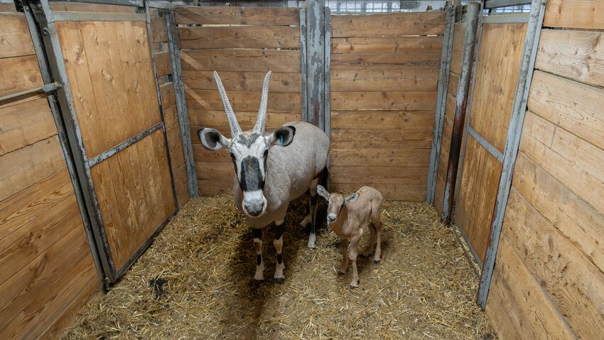 Unikátní stádo oryxů se rozrostlo o 14 mláďat