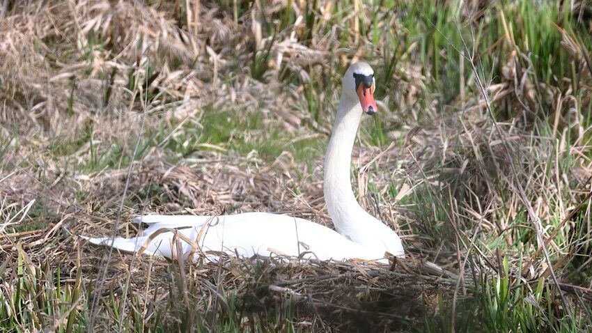 Očekává se labutí boom 