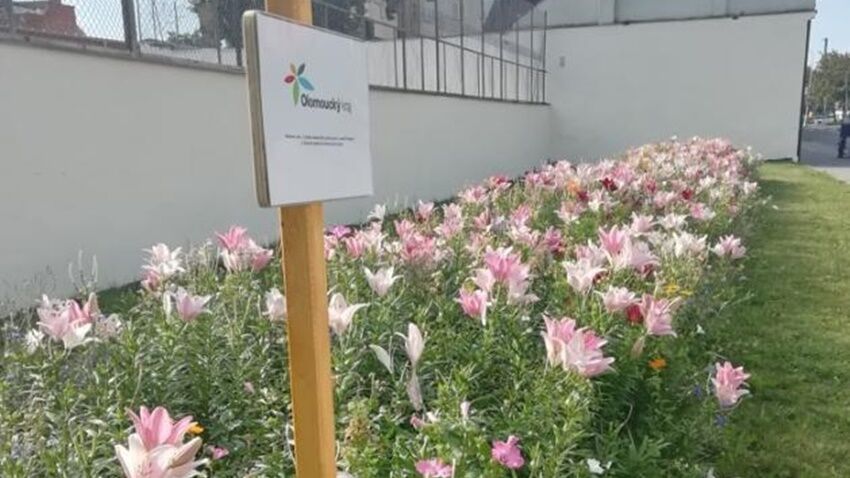 Městem budou vonět lilie  