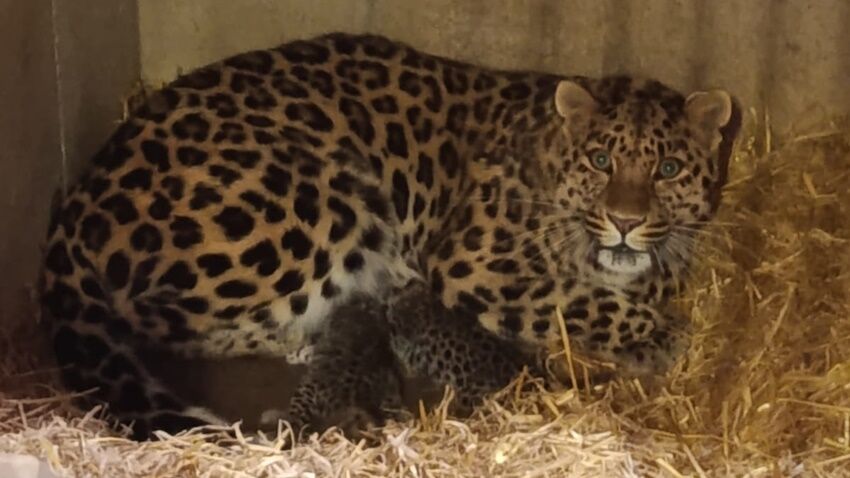 ZOO se raduje z koťat vzácných levhartů