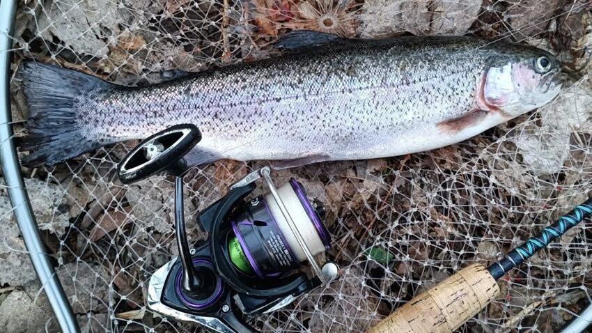 V neděli se budou závodně lovit pstruzi 
