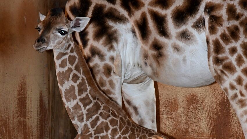 V Zoo Olomouc se radují z dlouhokrkého miminka číslo 75