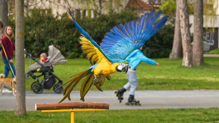 Modří holubi se vracejí