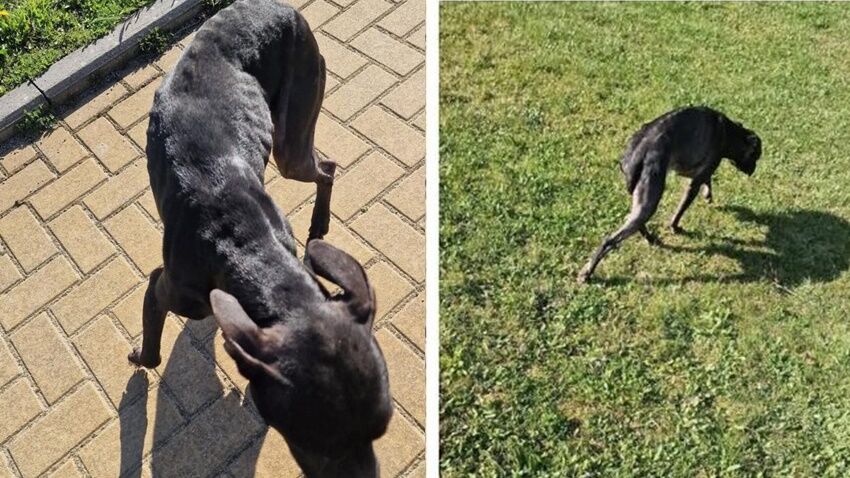 Po Brodku pobíhala totálně vyhublá fenečka 