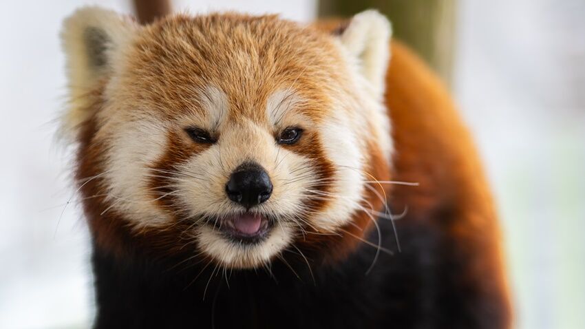 Zoo Olomouc se raduje z prvních pandích dětí