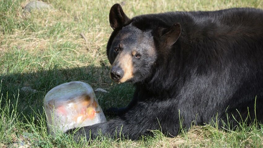 Seveřanům zoo zajistí nanuky a sprchy