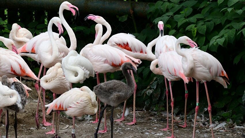 Zoo Olomouc se raduje z malých plameňáků a ibisů