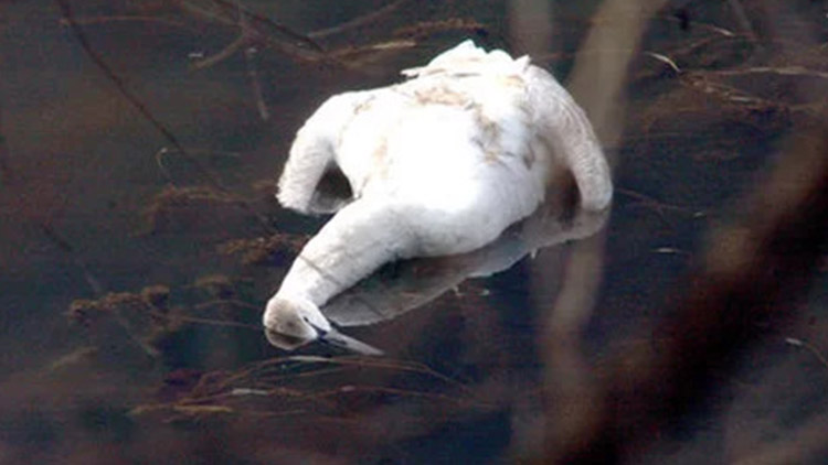 Výsledky pitvy uhynulého  labutího mláděte jsou známy!