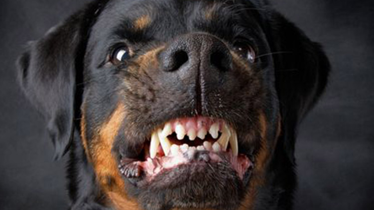 Honičku v Plumlovské ukončil pes!