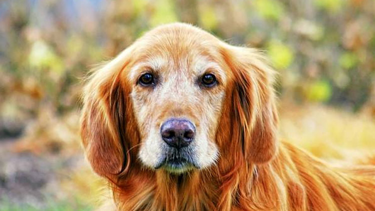 Za psa platila pokutu