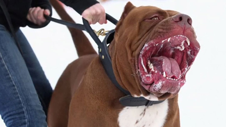 Žena s pitbulteriérem byla zadržena