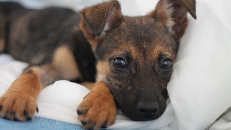 Žena naletěla neserióznímu prodejci