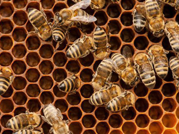 Krádež včelích úlů