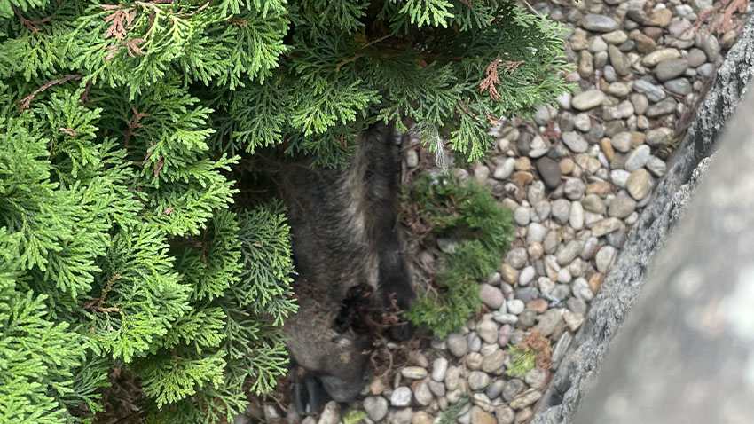 AKTUALIZOVÁNO: Kanec pádil ke škole!