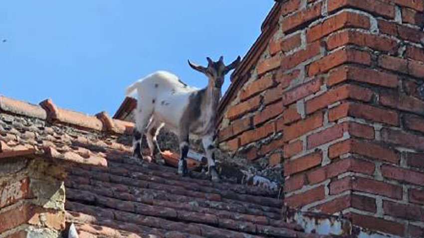 KOZEL NA STŘEŠE!