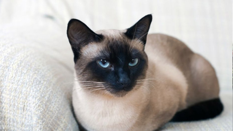 Tisícovka na kastraci kočky