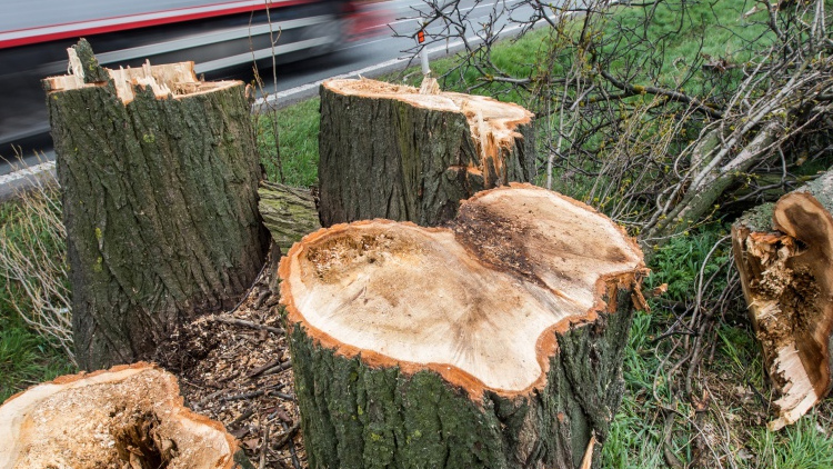 Ilustrační foto Co místo pokácených stromů?