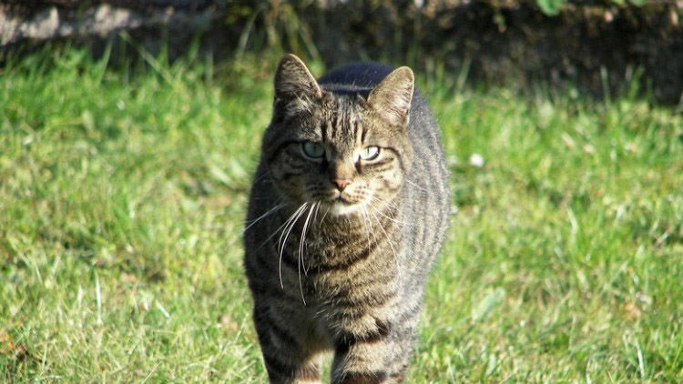 Spor kvůli kocourovi