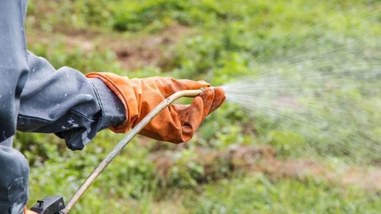 S Roundupem na „Šmeralce“
