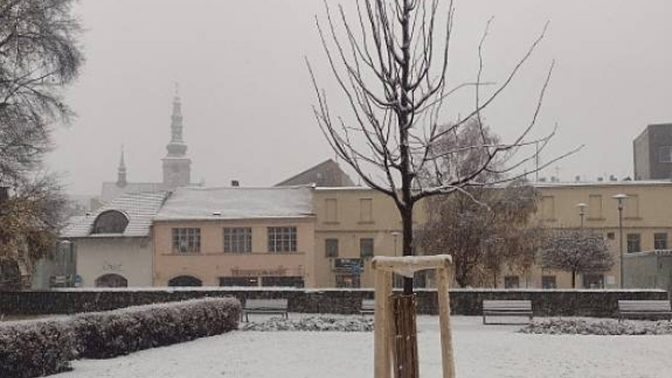 K čemu je pro nás dobrý strom Václava Havla?