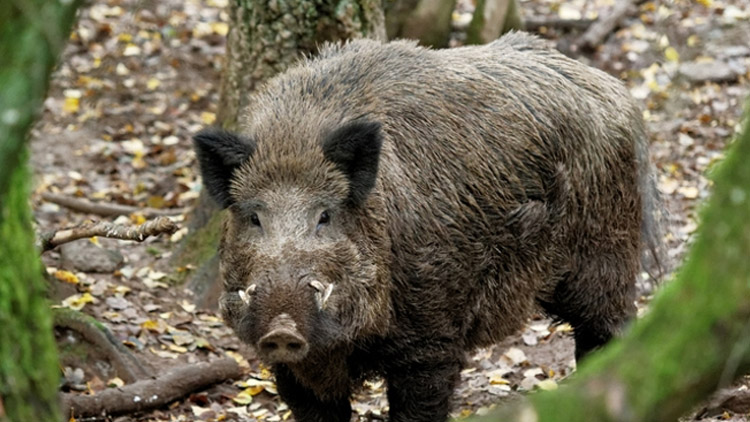 Divočáci kousek od Olomoucké