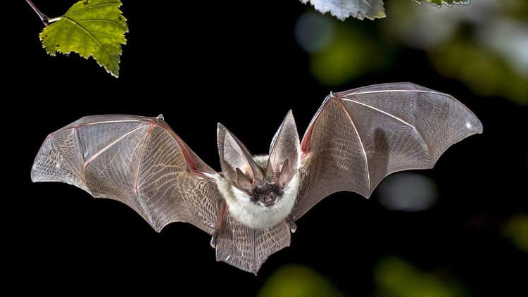 Zachránili netopýra