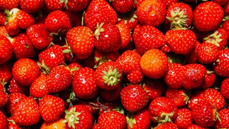 Jahody od Alberta z Brna nebyly