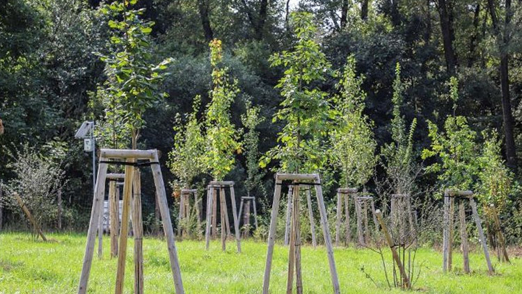 Na podzim se bude sázet nejen v České