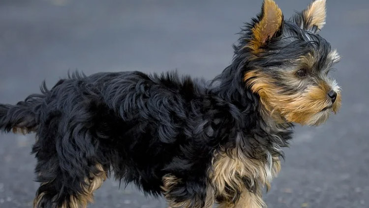 Až milion za pokousání...