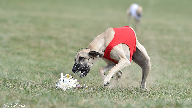 V zámeckém parku běhali zajíci a psi