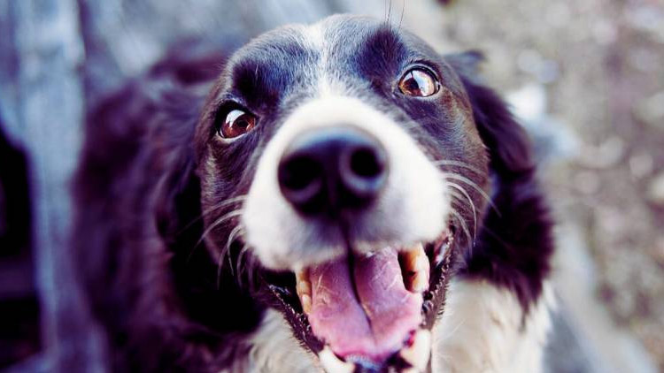 Ženu napadl pes osmdesátileté seniorky!