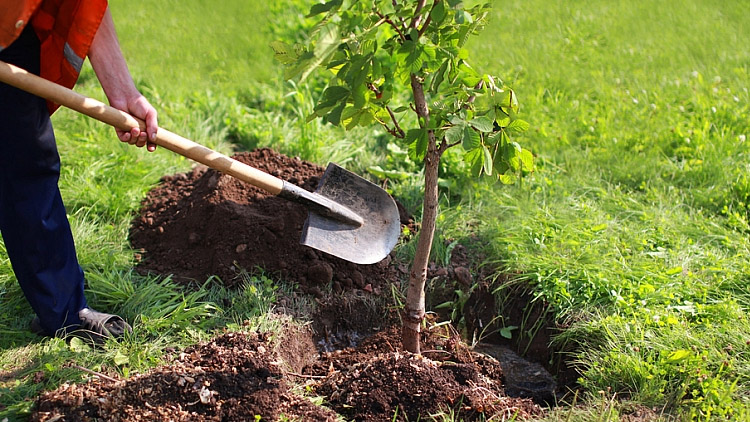 Vysadí na sídlišti stromy?